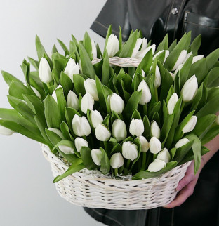 Tulips basket 