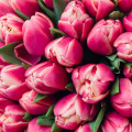 Premium tulipány: korálové 49 ks