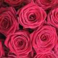 Классические красные розы "Сердце" в черной коробке