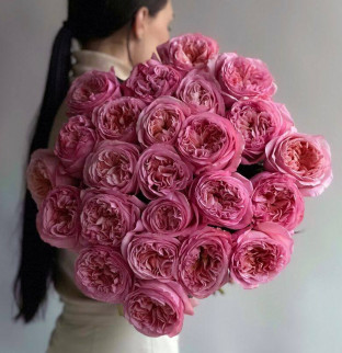 Peony Roses Pink Love
