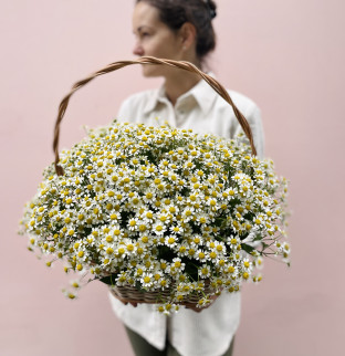 Chamomile in a basket 
