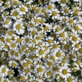 Koš bílých květů 