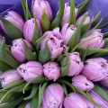 Premium tulipány: fialové 49 ks