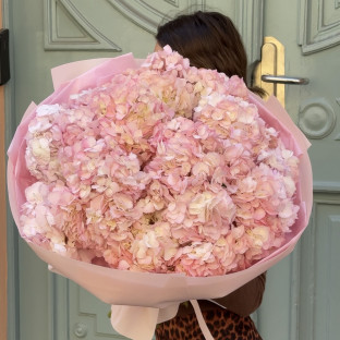 Hortenzie 15 ks Hortenzie 15 ks