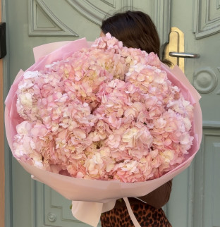 Hydrangeas 15