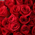 15 červených růží