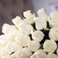 25 bílých růží