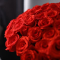 Puget 201 rudých růží