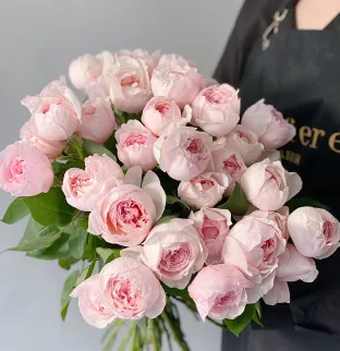 Peony roses Peony Pink