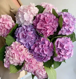 Hydrangeas Mix