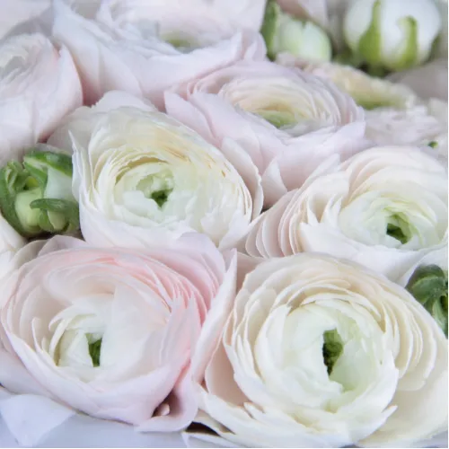 Ranunculus in a hat box Pink Ranunculus in a hat box Pink