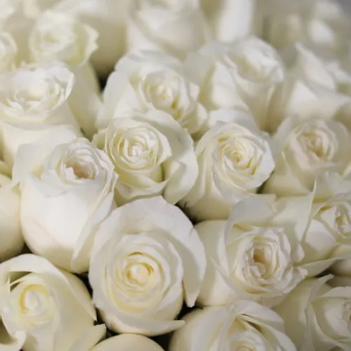 101 white roses 101 white roses