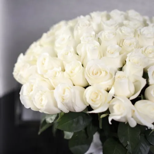 101 white roses 101 white roses