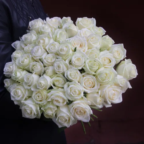 51 white roses 51 white roses