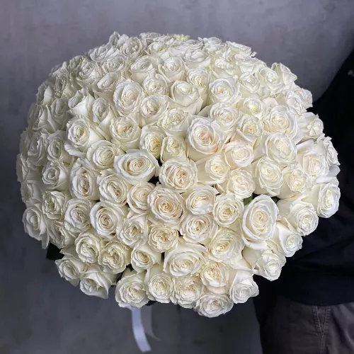 101 white roses 101 white roses