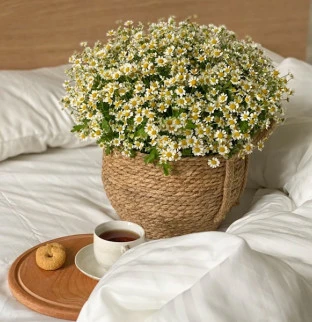 Chamomile