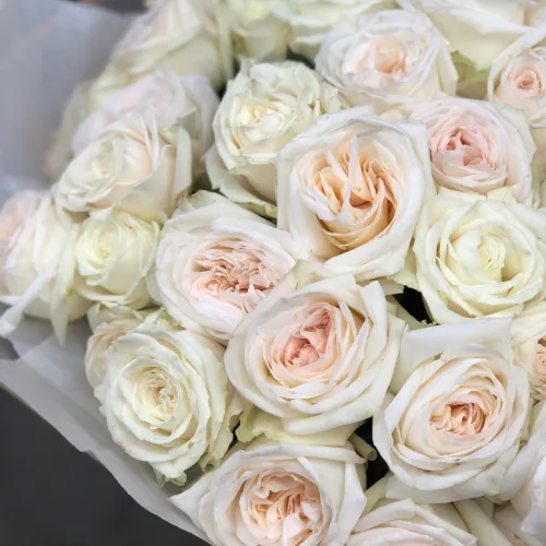 39 Garden Roses White O’Hara 39 Garden Roses White O’Hara