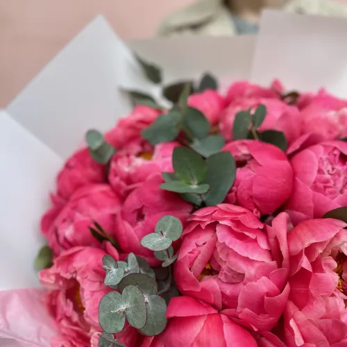 Coral peonies Coral peonies