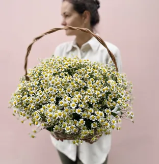 Chamomile in a basket Chamomile in a basket