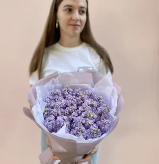 Lavender matthiola