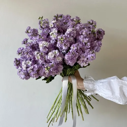 Levandulová matthiola Levandulová matthiola