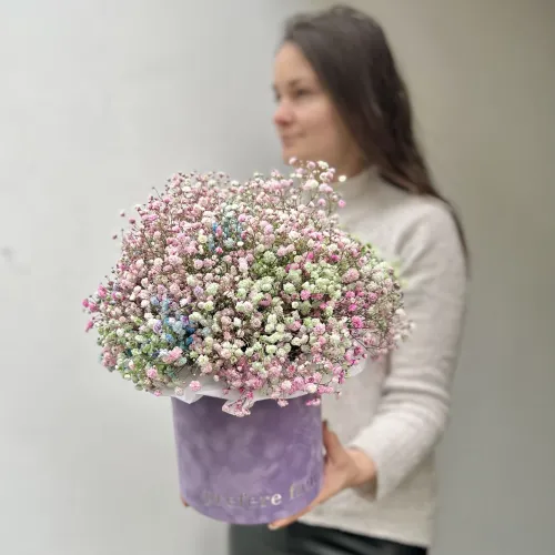 Gypsophila v krabici #2 Gypsophila v krabici #2