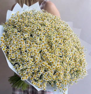 Chamomile