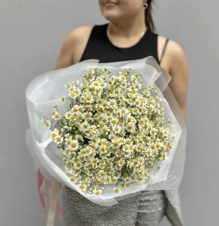 Chamomile