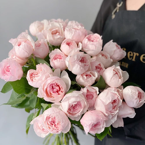 Pivoňkové růže Peony pink Pivoňkové růže Peony pink