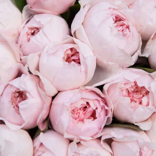 Pivoňkové růže Peony pink Pivoňkové růže Peony pink