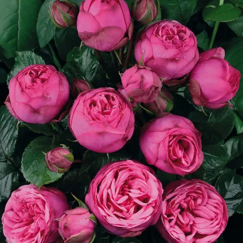 Peony roses in a hat box #3 Peony roses in a hat box #3