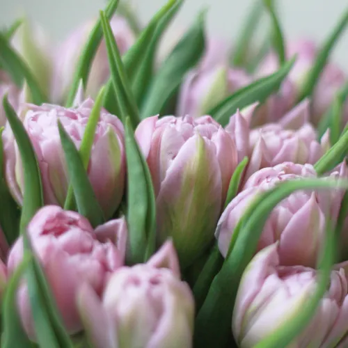 Tulips in a hat box Pink - M Tulips in a hat box Pink - M
