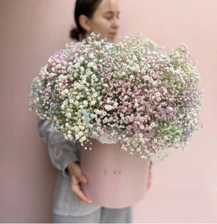 Gypsophila v krabici #2 Gypsophila v krabici #2