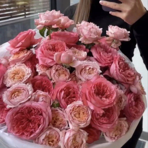 Garden Roses Pink Expression a Julietta Garden Roses Pink Expression a Julietta