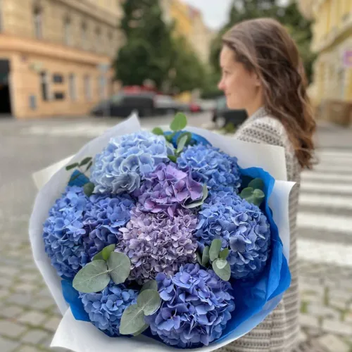 Hydrangeas and eucalyptus Hydrangeas and eucalyptus