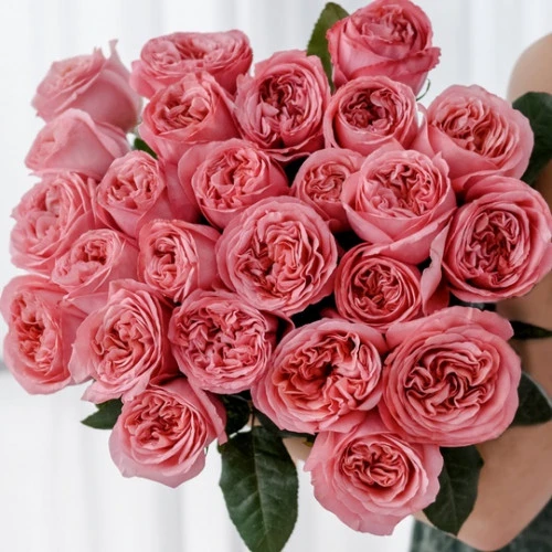 Peony roses Pink Expression Peony roses Pink Expression