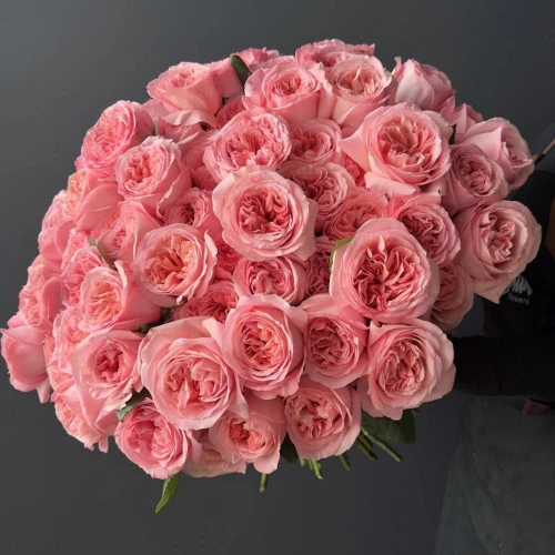 Peony roses Pink Expression Peony roses Pink Expression