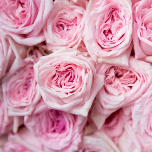 Roses in a basket Roses in a basket